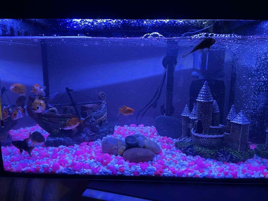 Akwarium z akcesoriami