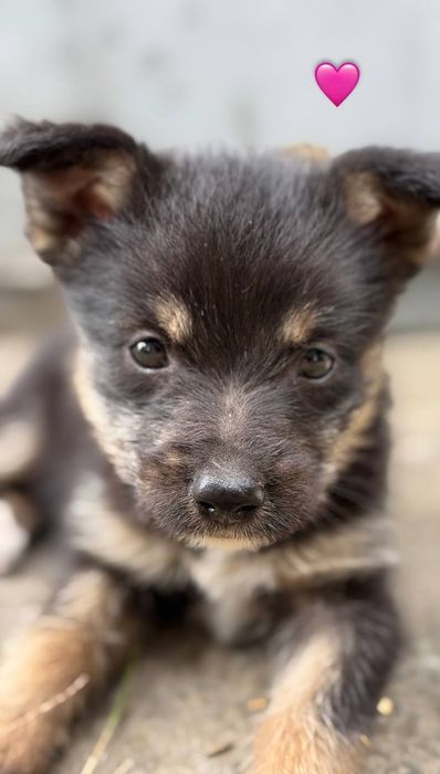 Цуценята(цуцики,щенята) дівчата