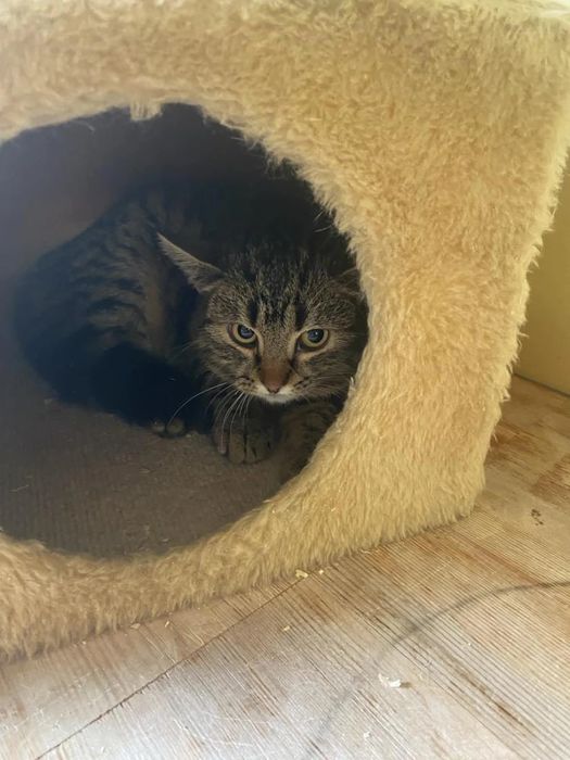 Młody kocurek Pazurek do adopcjii!