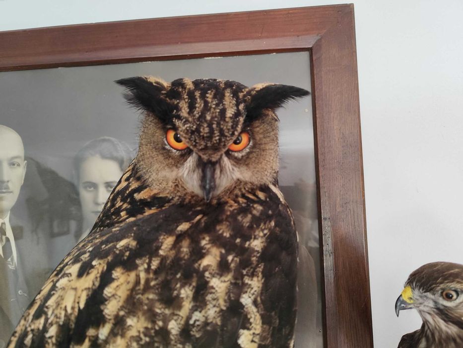 Puchacz Bubo bubo obiekt spreparowany wypchany