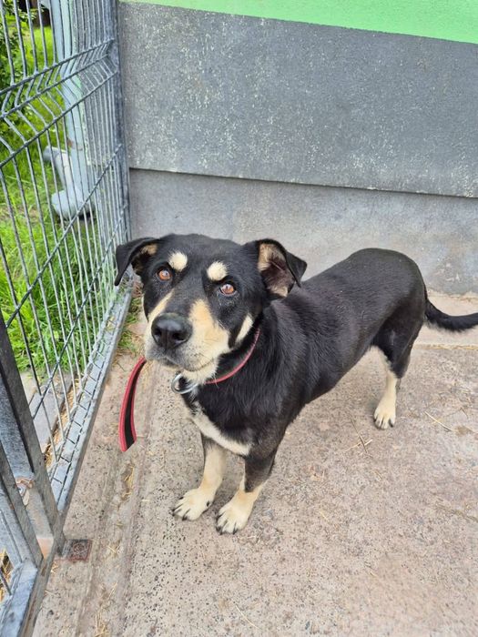 Diesel – zwykły, więc niewidzialny adopcja tymczas