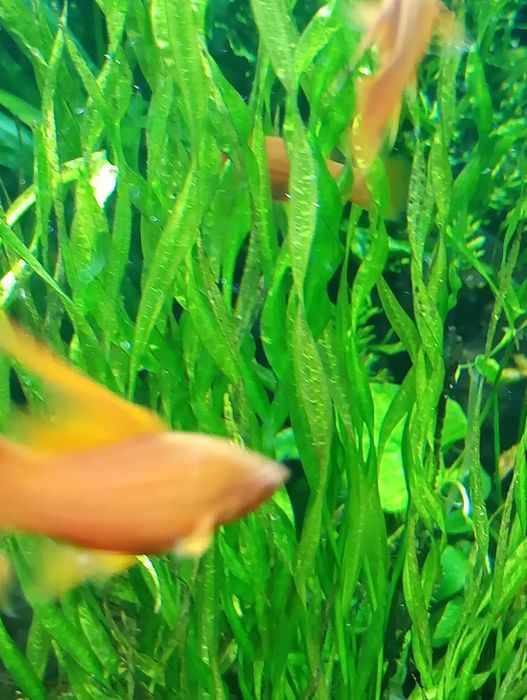 Echinodorus vesuvius