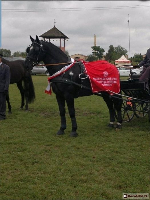 Ogier ślaski PALERMO