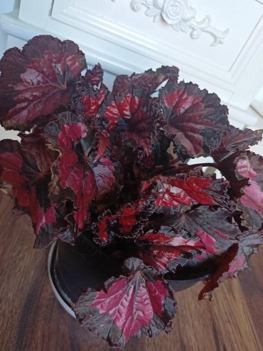 Sprzedam Begonia Rex
