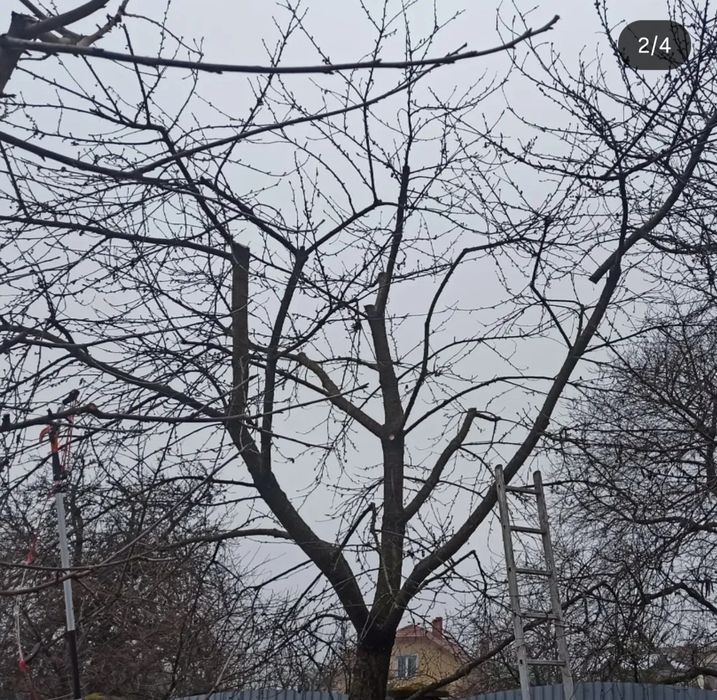 Обрізка плодових Львів/Догляд за садом/Формування плодови