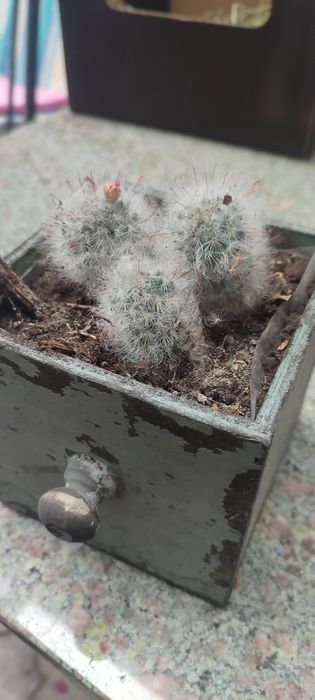 Kaktus Mammillaria bocasana