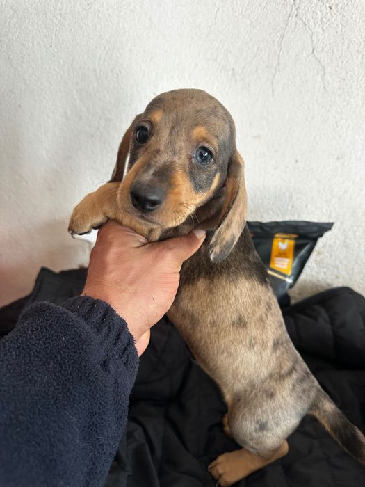 Teckel alerquim fêmea