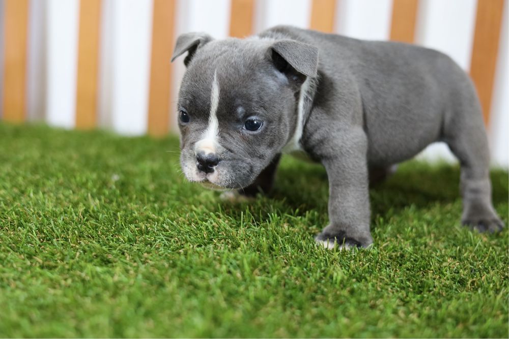 American bully micro
