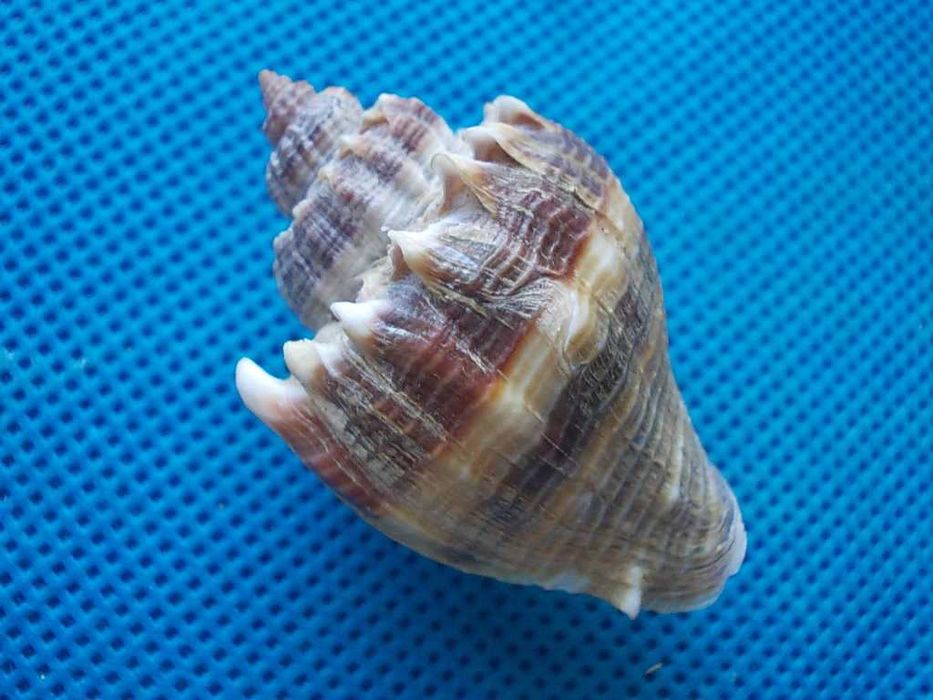 Muszle morskie- Melongena corona johnstonei