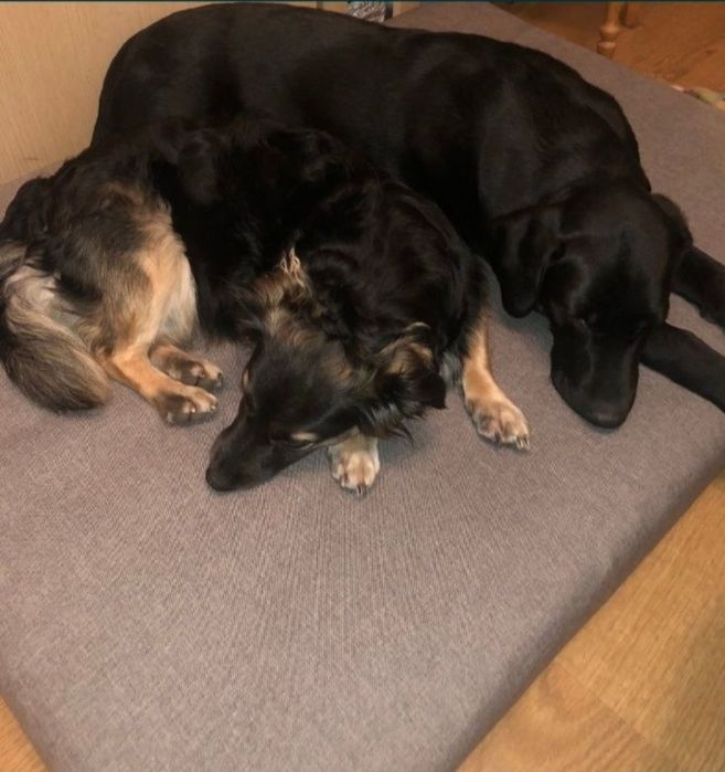 Лежанка  для собак, Все размеры! место, матрасик для собаки,