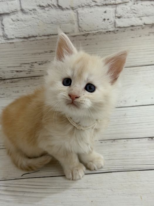 Кошенята Мейн-кун