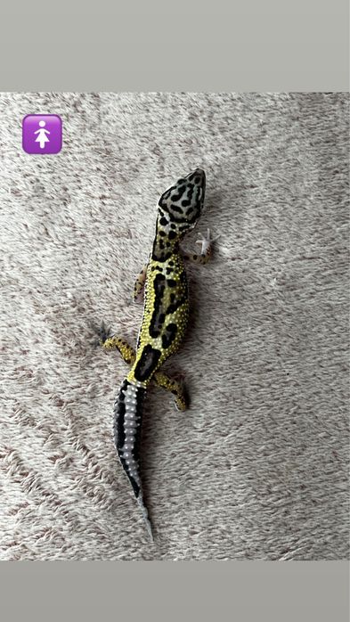 Gekony lamparcie samiec/ samica