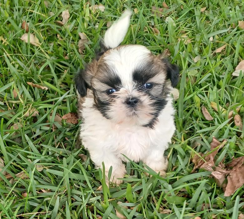Shih-Tzu macho disponível