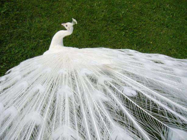 Pawie białe samica/samiec