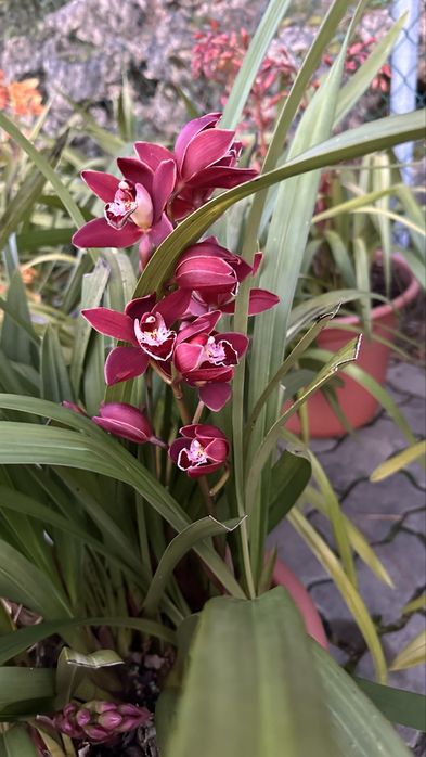 Orquidea de exterior natural