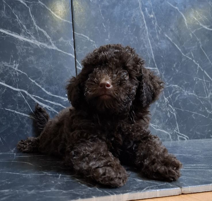 Той пудель.  Хлопчик