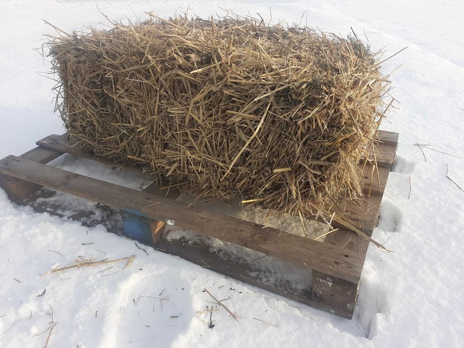 Słoma solidna kostka (90cm x 50cm x 50cm) (ROK 2025)