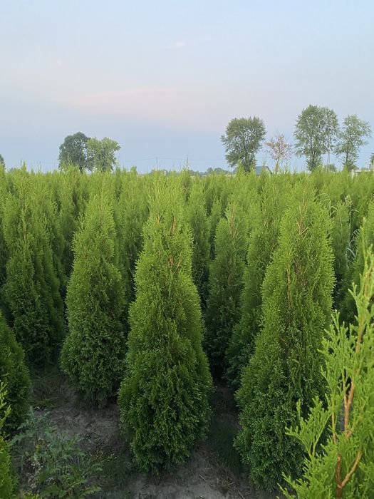 Tuje Szmaragd 140-150 cm Dostawa ‼️ Sadzenie ‼️ Producent
