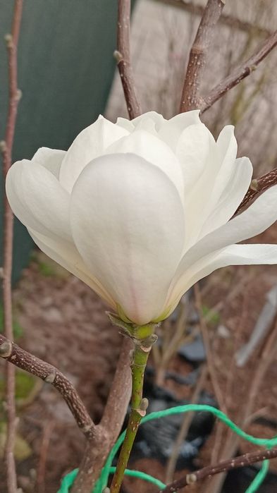 Магнолія Сенсація Дафні Рустік Альба Сетісфекшн Джені Вулкан Клеопатра