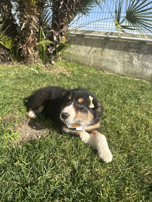 Border Collie Tricolor Linda