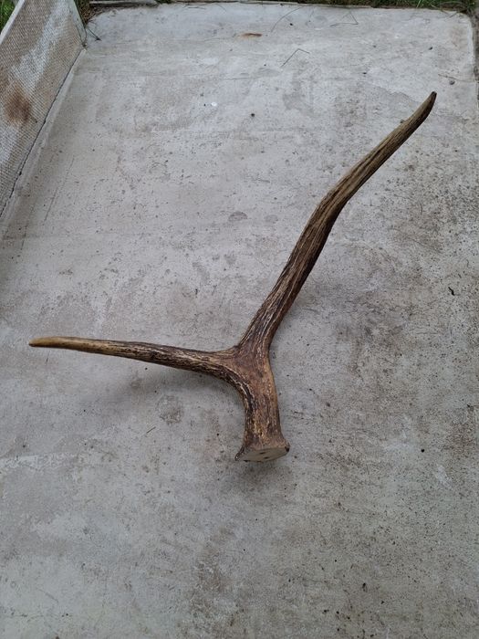 Рога  оленя чи лося