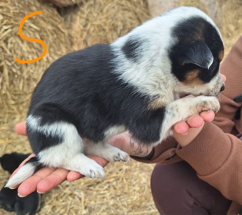 Psiaki szukają domów , oddam psiaki 2 suczki
