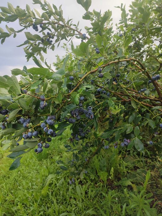 Borówka amerykańska, krzewy.