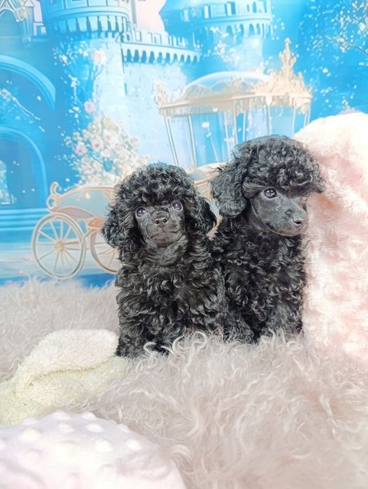 Pudel Toy-Czarny  chłopiec