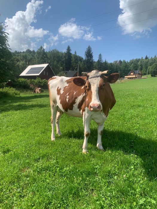 Sprzedam krowe.