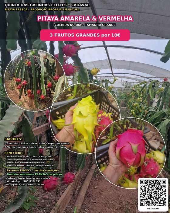 Pitaya fruta e plantas