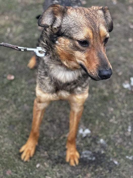 Większość życia w przytulsiku pomóz adoptuj