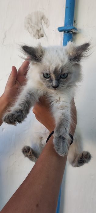 Кошеня в добрі руки