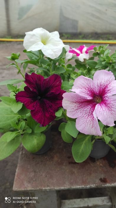 Продам цветы петуния