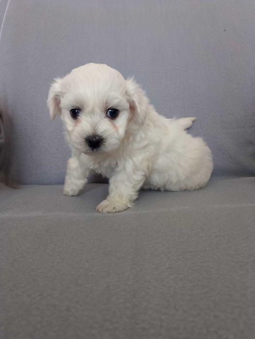 Maltańczyk-suczka z rodowodem