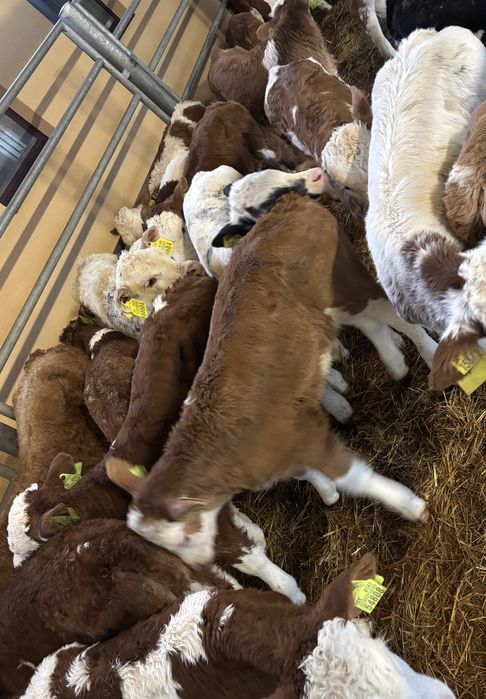 Sprzedam byki miesne