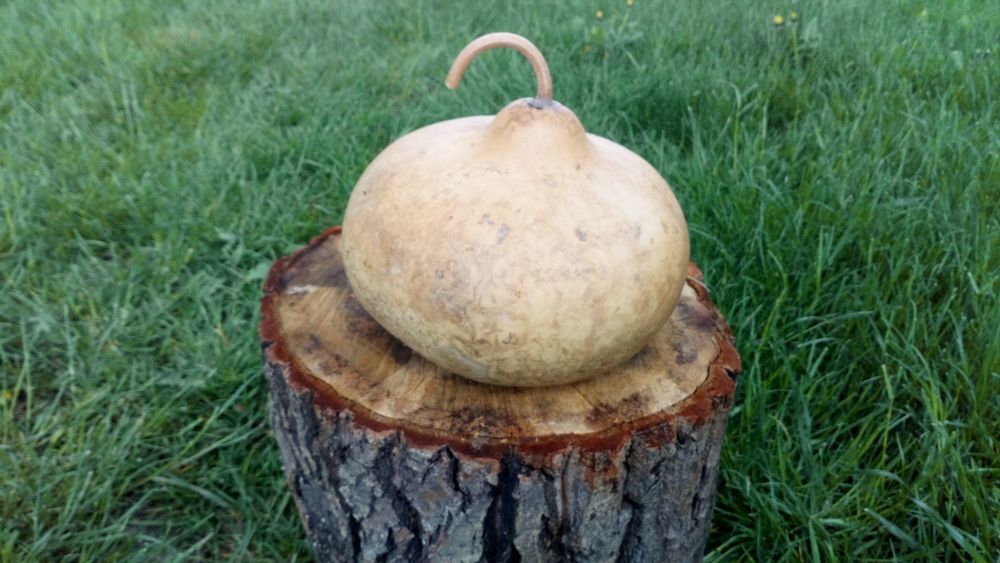 Tykwa Calabash odmiana Kettle Gourds, czajnik .