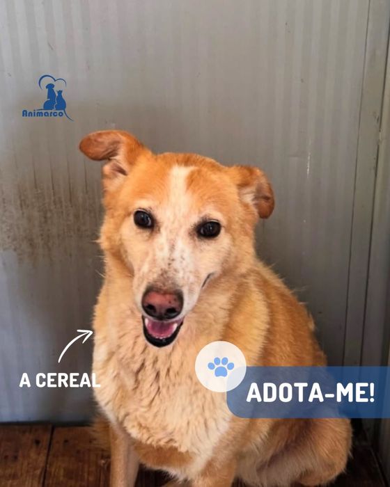 Cereal - cadela porte medio