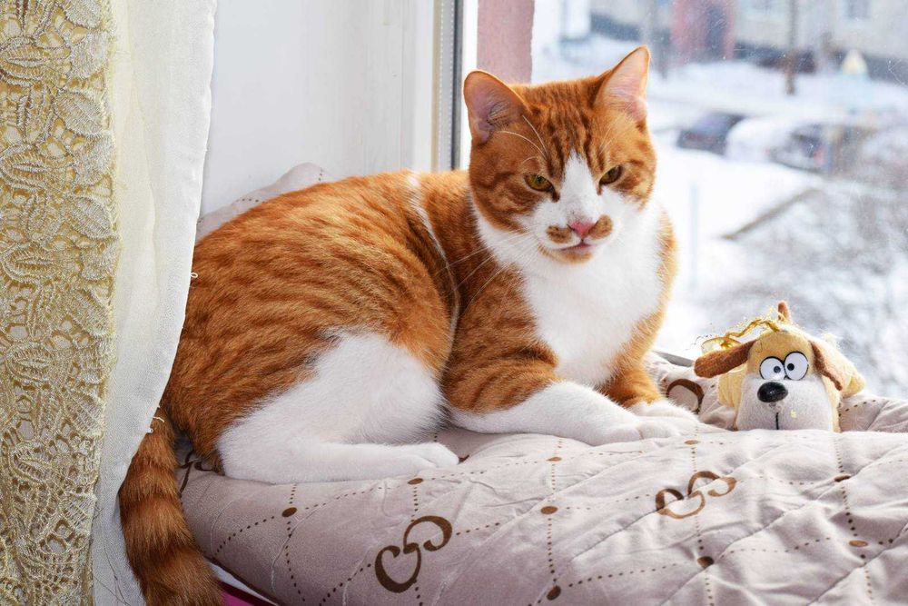 Лева кастрированный котик из Ирака