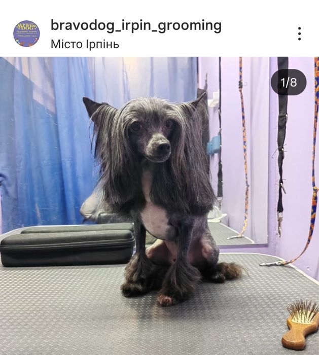 Стрижка собак грумер грумінг салон вичісування лінька спа калтуни коти