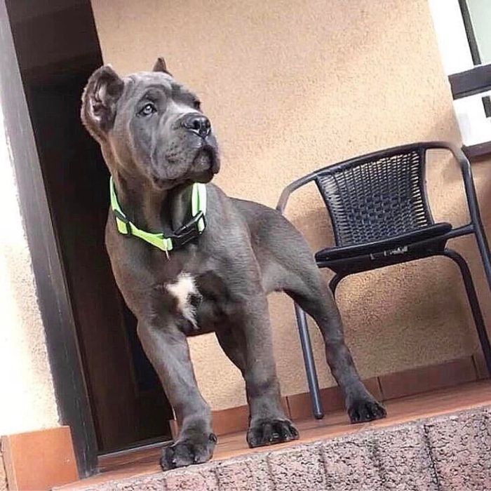 Підрощена малеча кане корсо