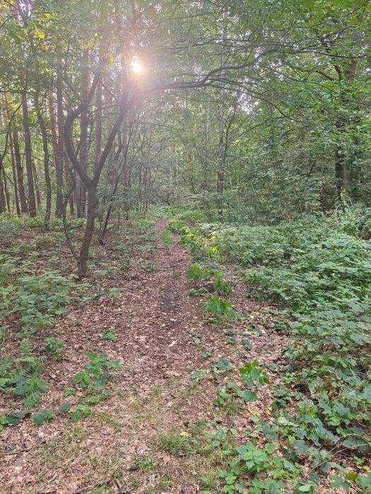 Działka 1,36 ha z lasem – MPZP A.RP – Krze Duże