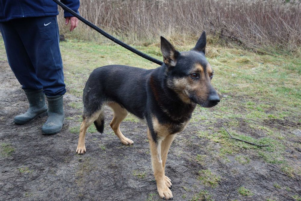 Oddam psa stróżującego w dobre ręce