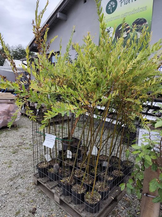 WIERZBA JAPOŃSKA Wierzby Japońskie Hakuro Nishiki szczepione na pniu