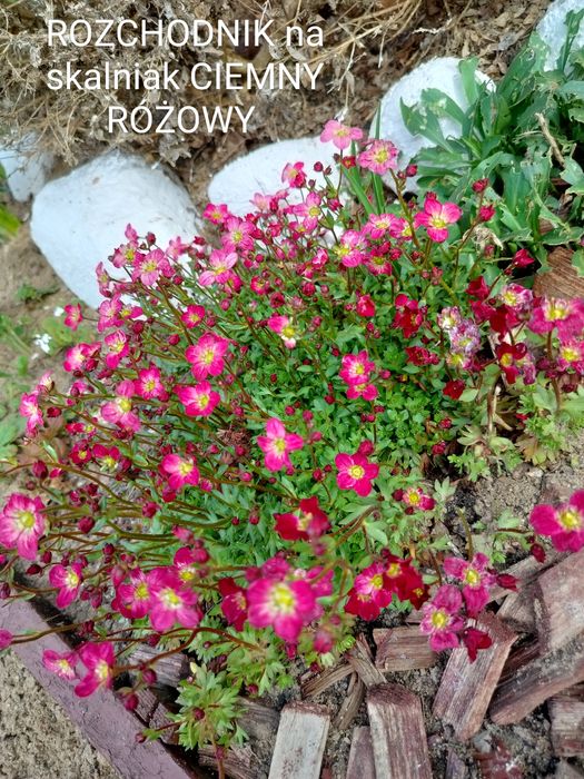 Sadzonki kwiatów wieloletnich i zimujących