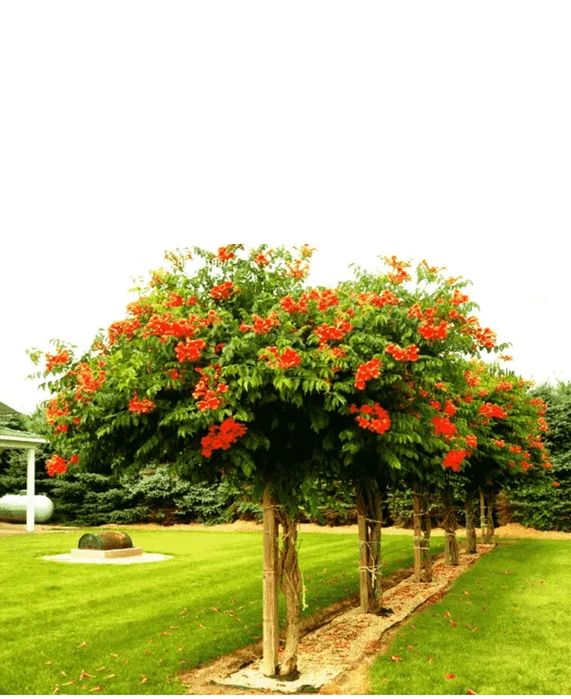 Ліана кампсіс червона багаторічна