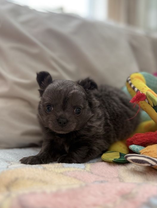 Chihuahua długowłosa ZKwP