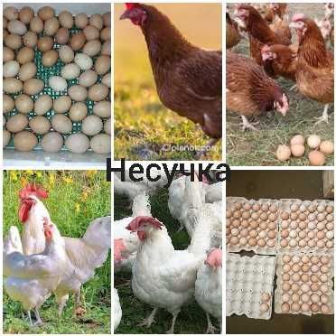 інкубаційне яйце ломан вайт або браун