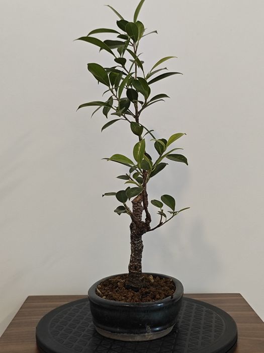 Ficus retusa  jovem