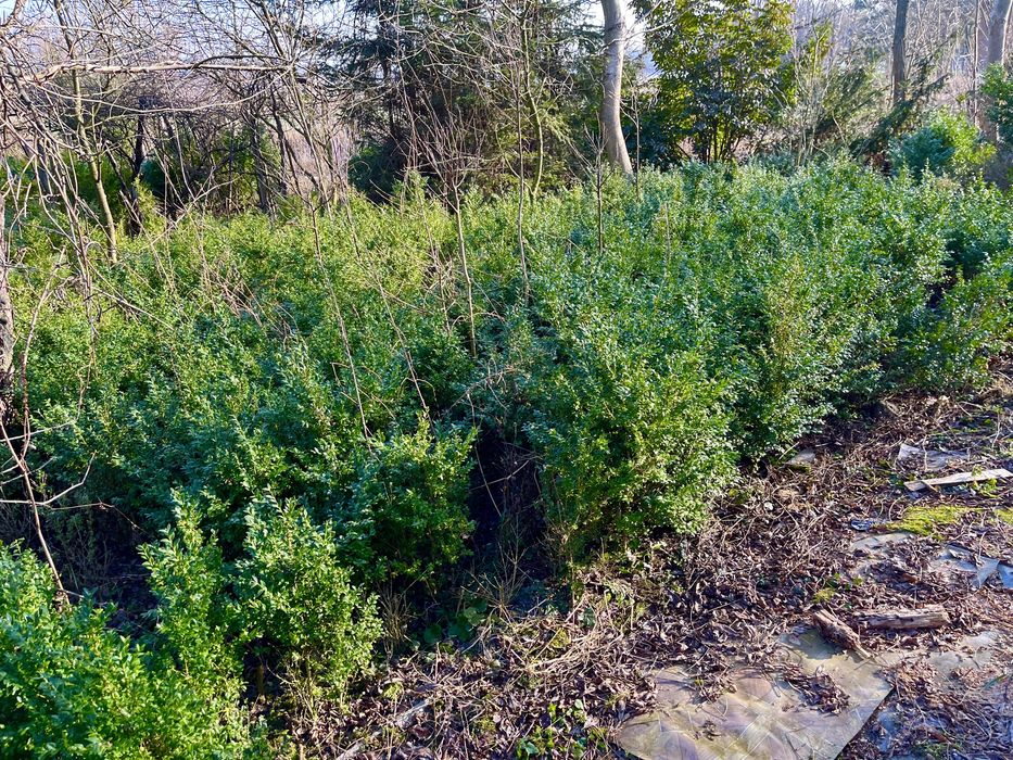 Bukszpan, duże ładne i tanie sadzonki, tysiace sztuk.