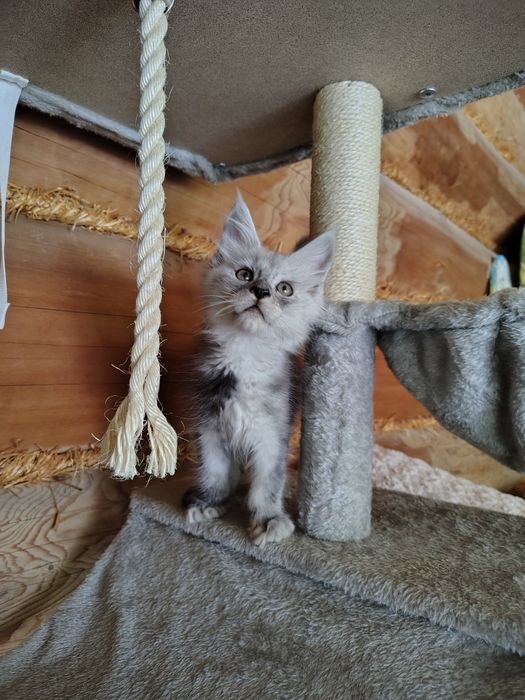 Maine coon, olbrzymi kot, kocur